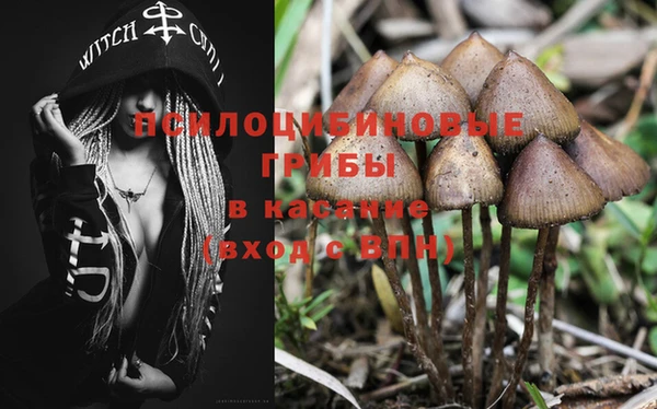 ПСИЛОЦИБИНОВЫЕ ГРИБЫ Белая Холуница